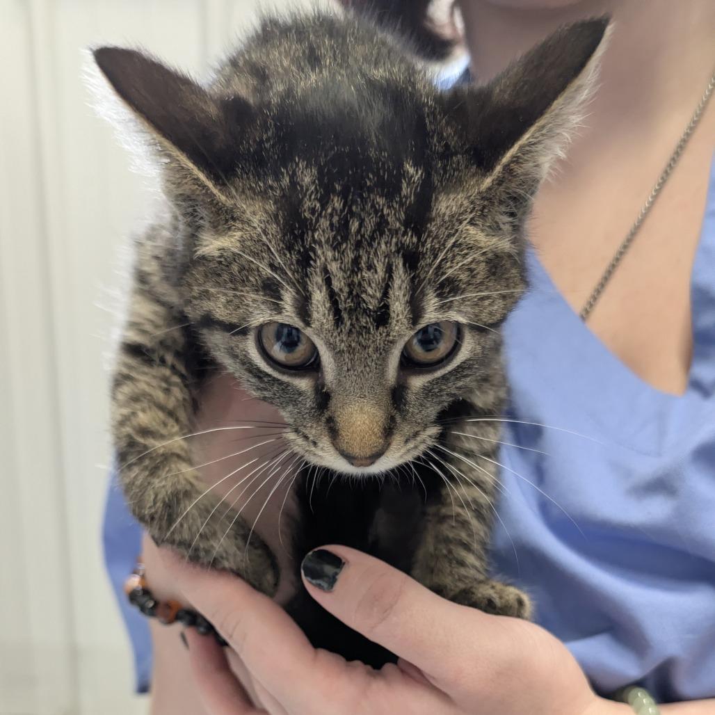Enlarge Jean, a Adoptable Domestic Short Hair in Buffalo, WY image 1/2