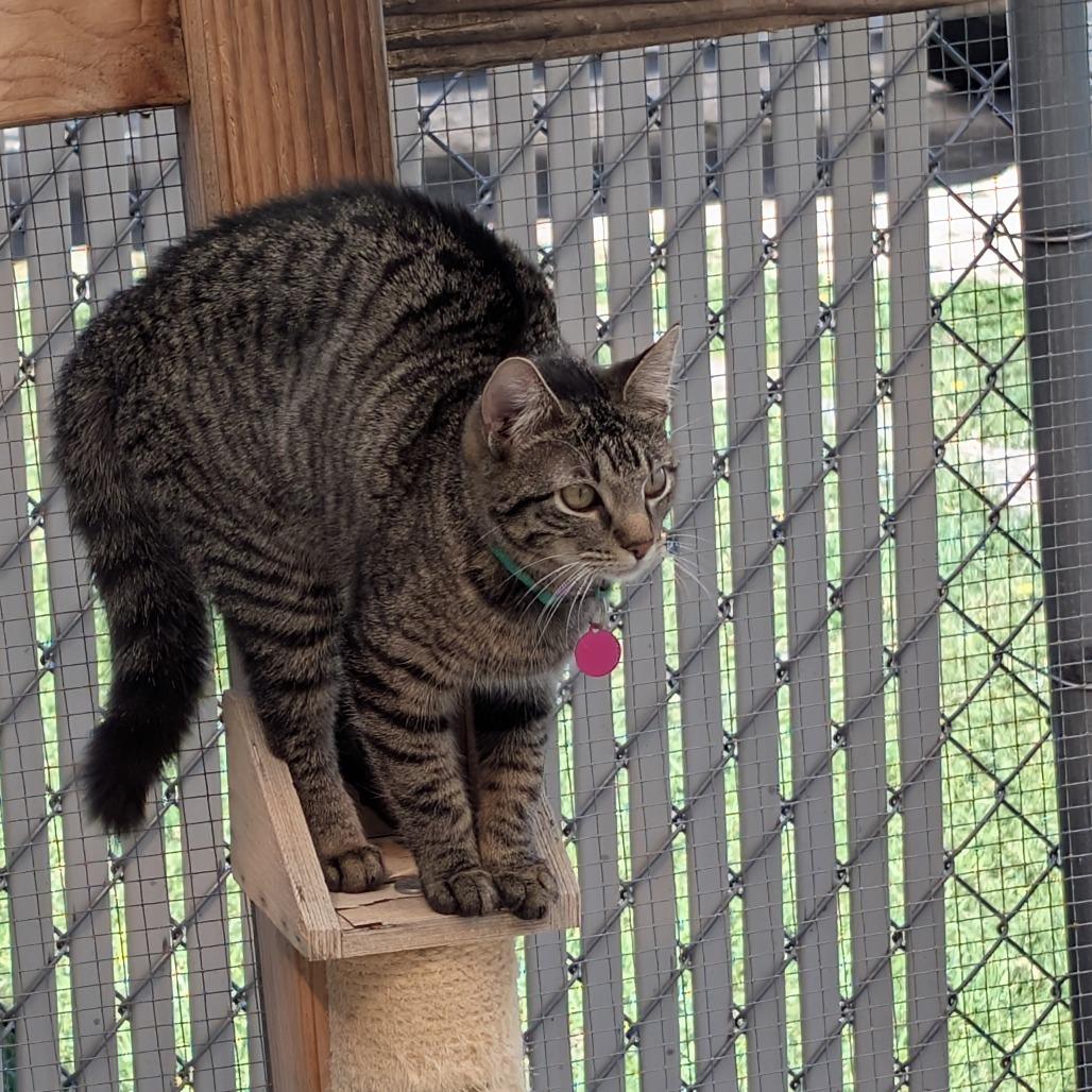 Enlarge Jean, a Adoptable Domestic Short Hair in Buffalo, WY image 2/2