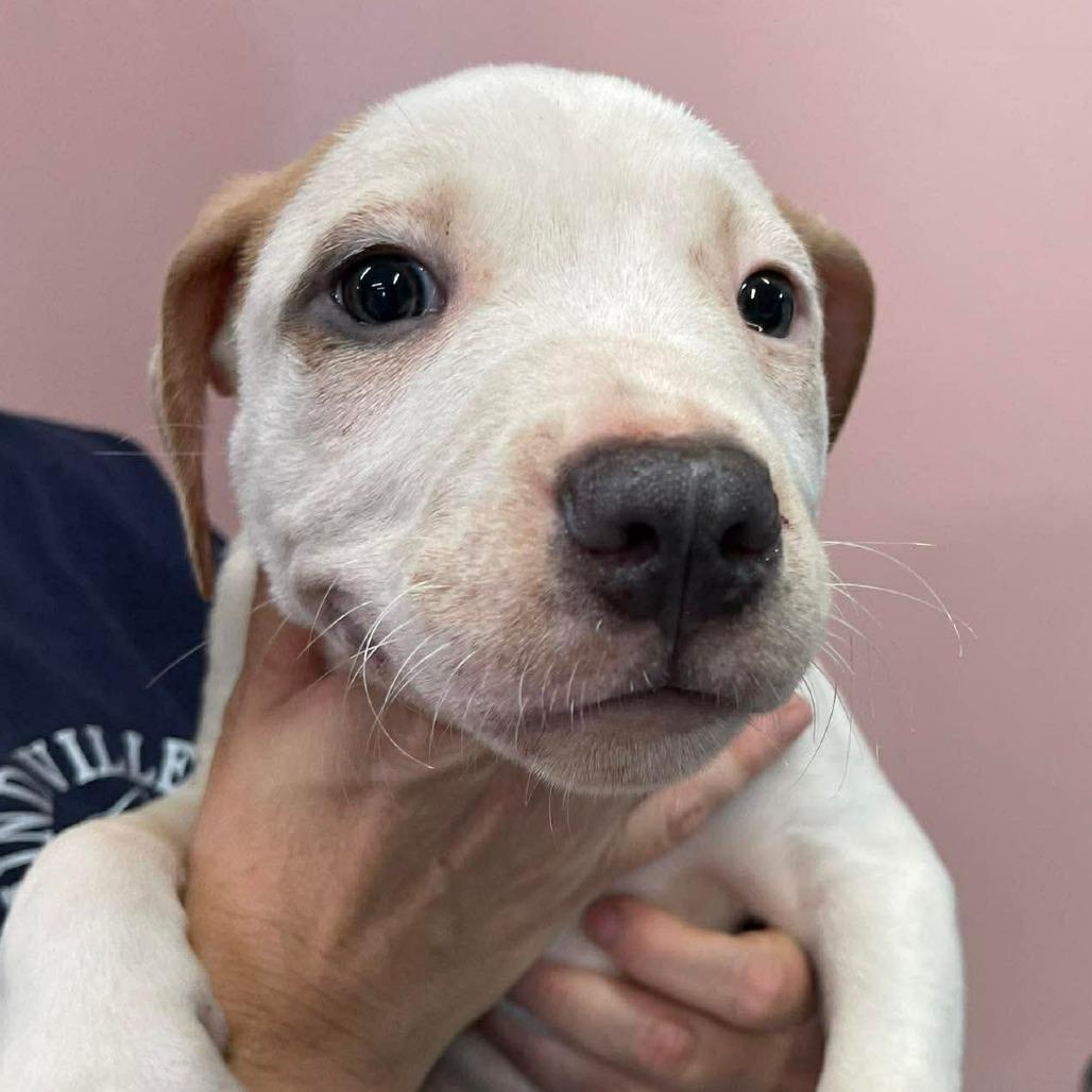 Enlarge Phlox, a Adoptable Mixed Breed in Huntsville, AR image 1/2