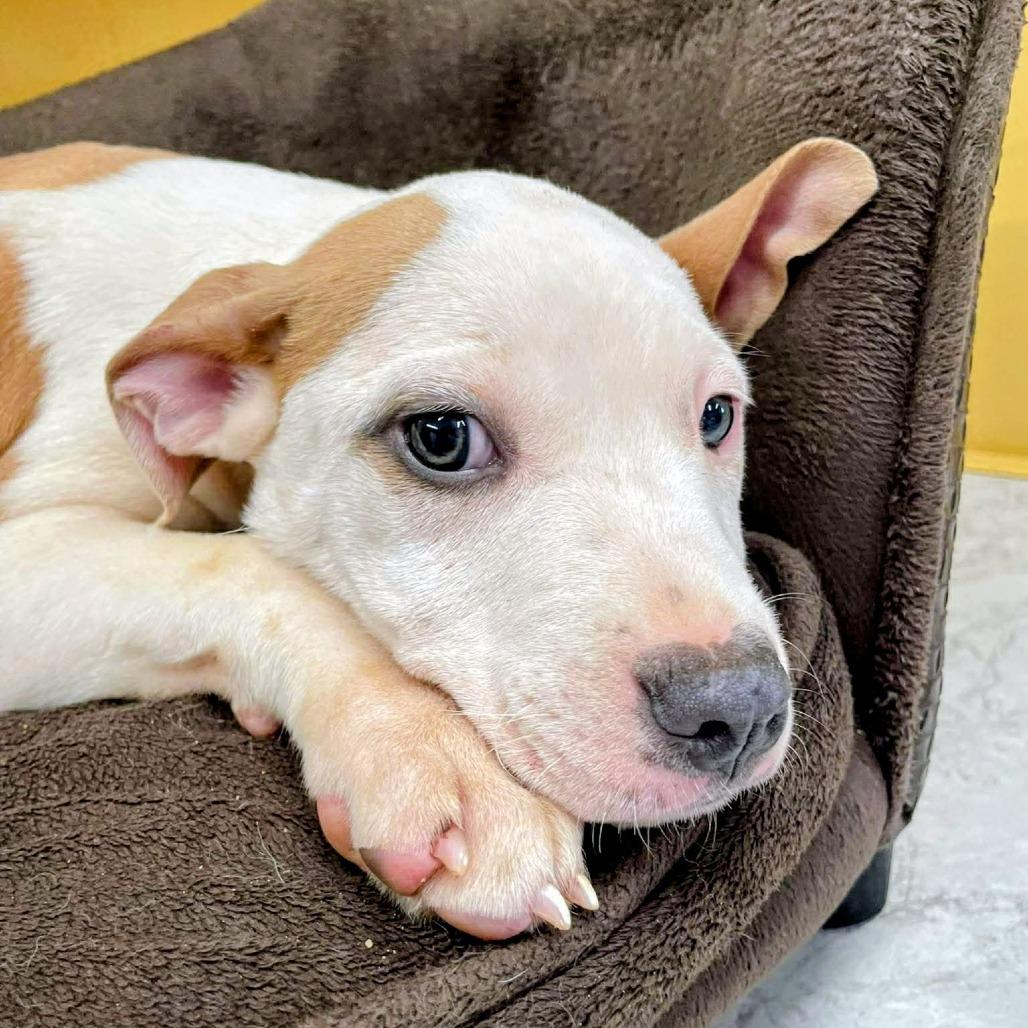 Enlarge Phlox, a Adoptable Mixed Breed in Huntsville, AR image 2/2