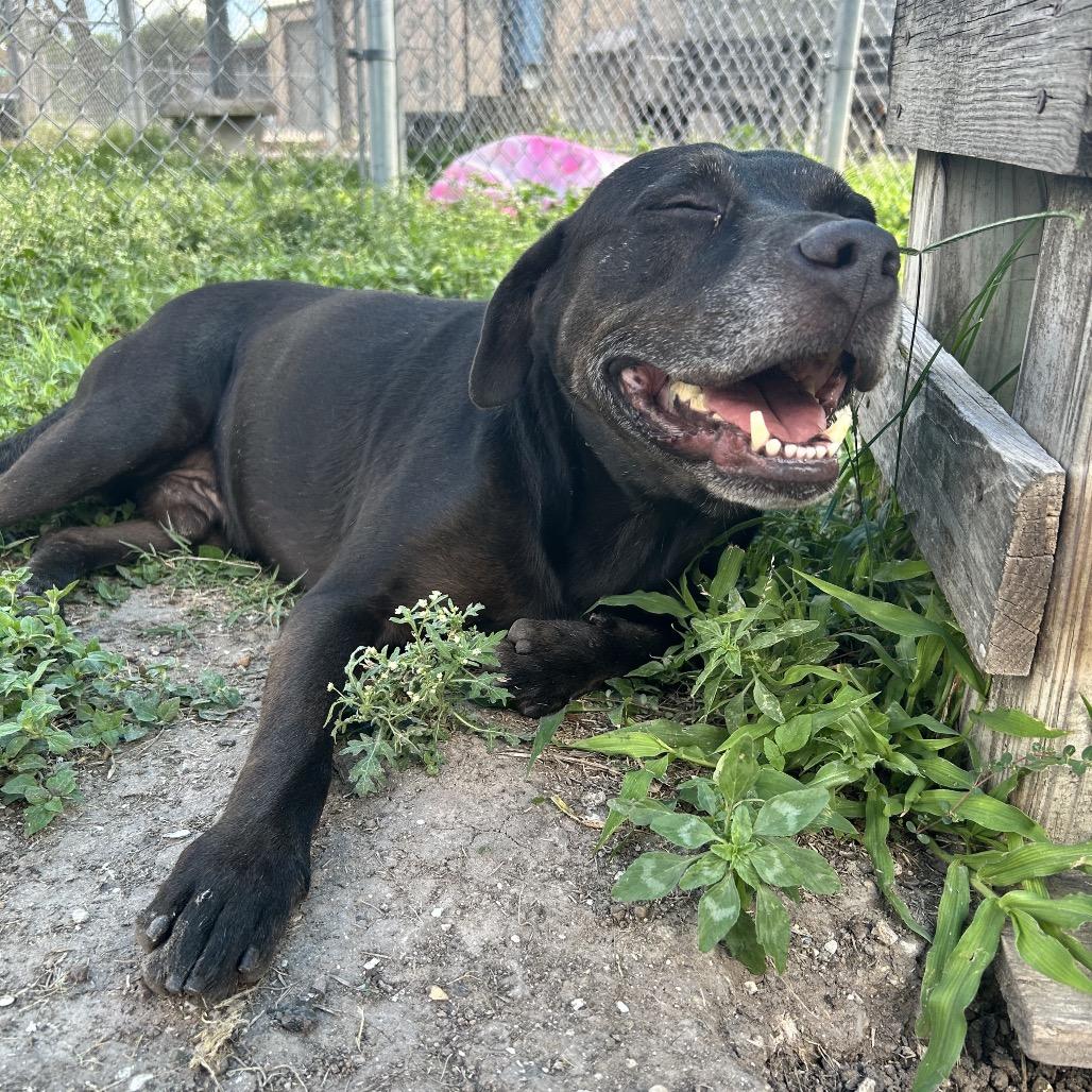 Enlarge Marty, a Adoptable mixed breed in Corpus Christi, TX image 1/6