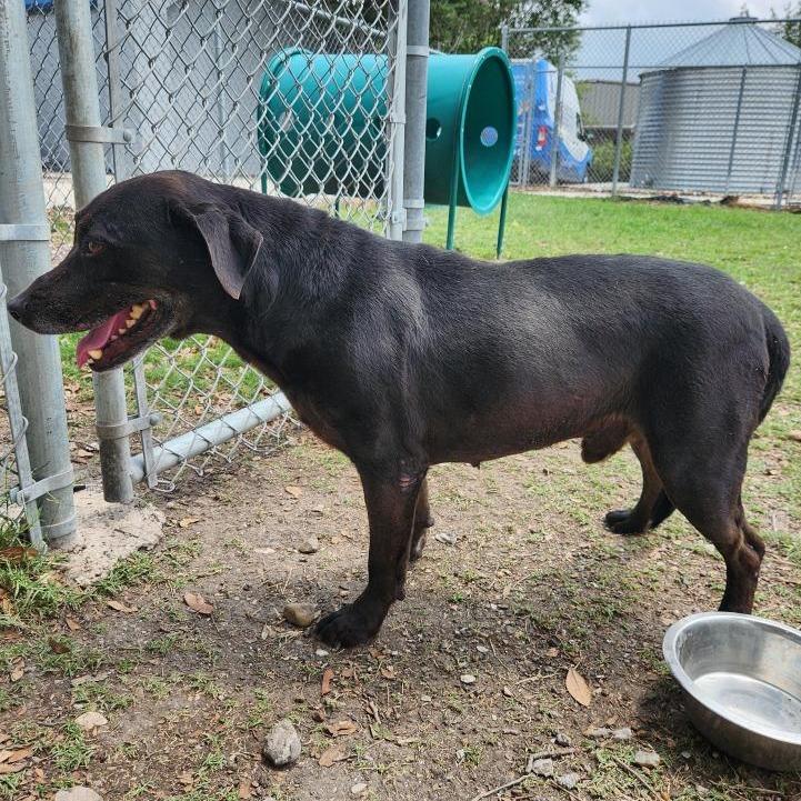 Marty, Adoptable, Senior Male Black Labrador Retriever & Mixed Breed.