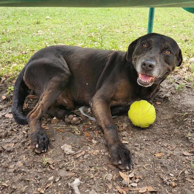 Enlarge Marty, a Adoptable mixed breed in Corpus Christi, TX image 4/6