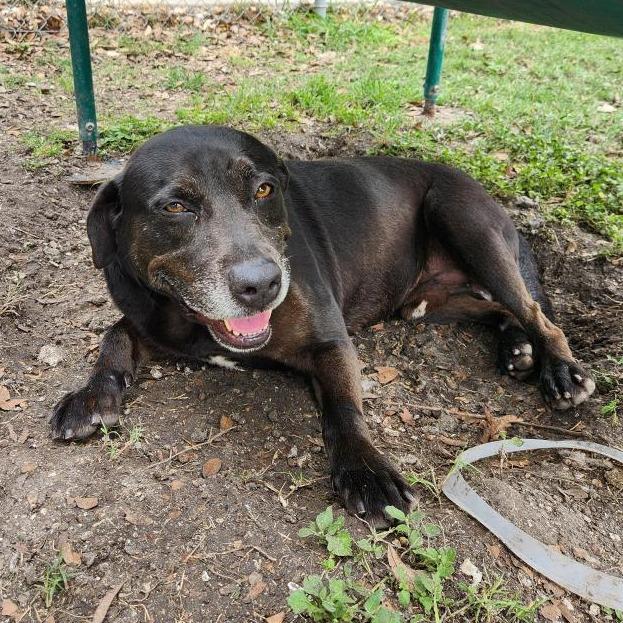 Enlarge Marty, a Adoptable mixed breed in Corpus Christi, TX image 5/6