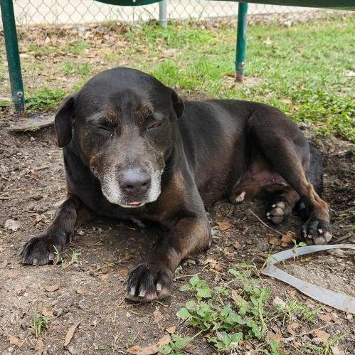 Enlarge Marty, a Adoptable mixed breed in Corpus Christi, TX image 6/6