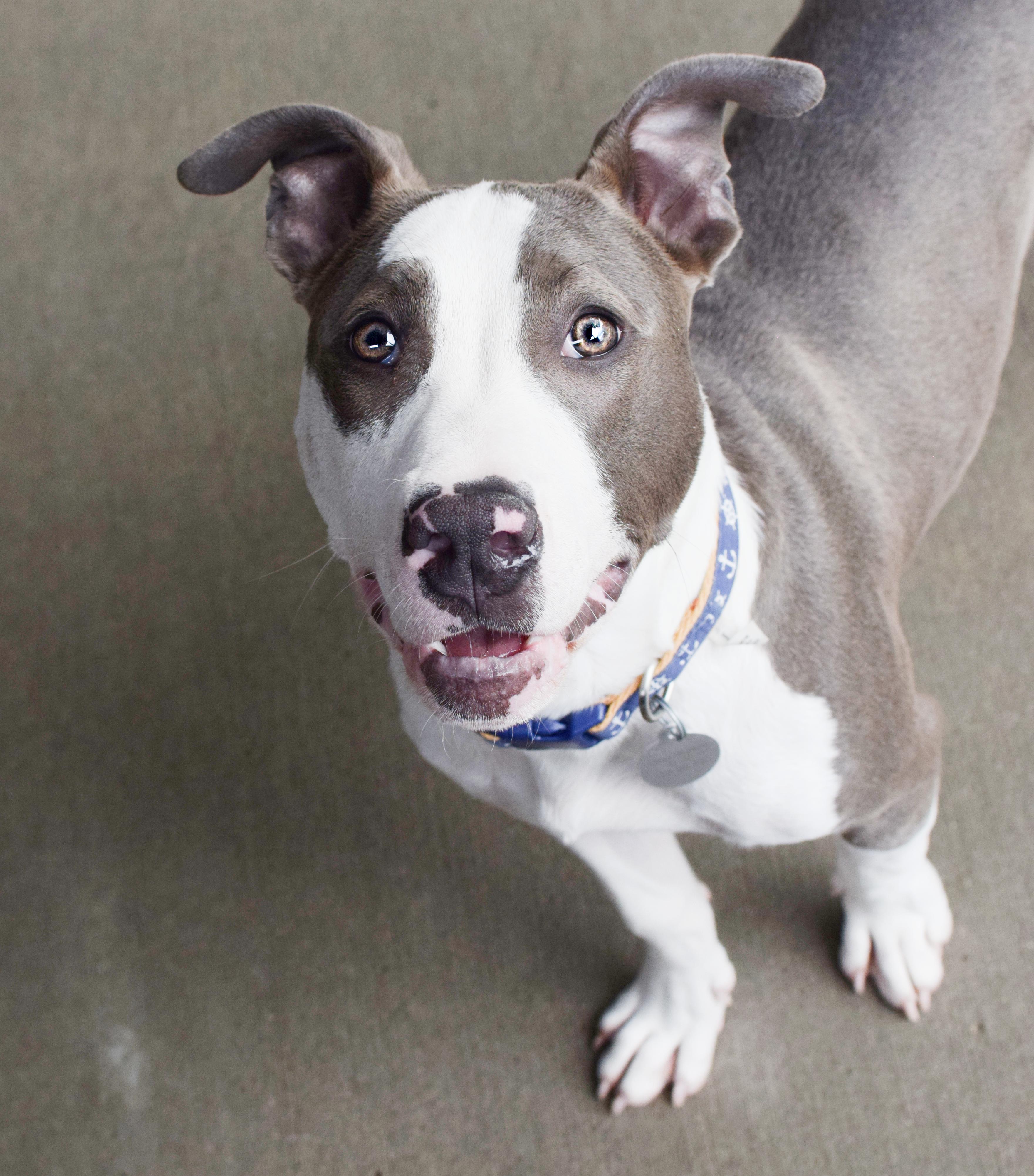 Mr. Mime, ADOPTABLE, Young Male Pit Bull Terrier.