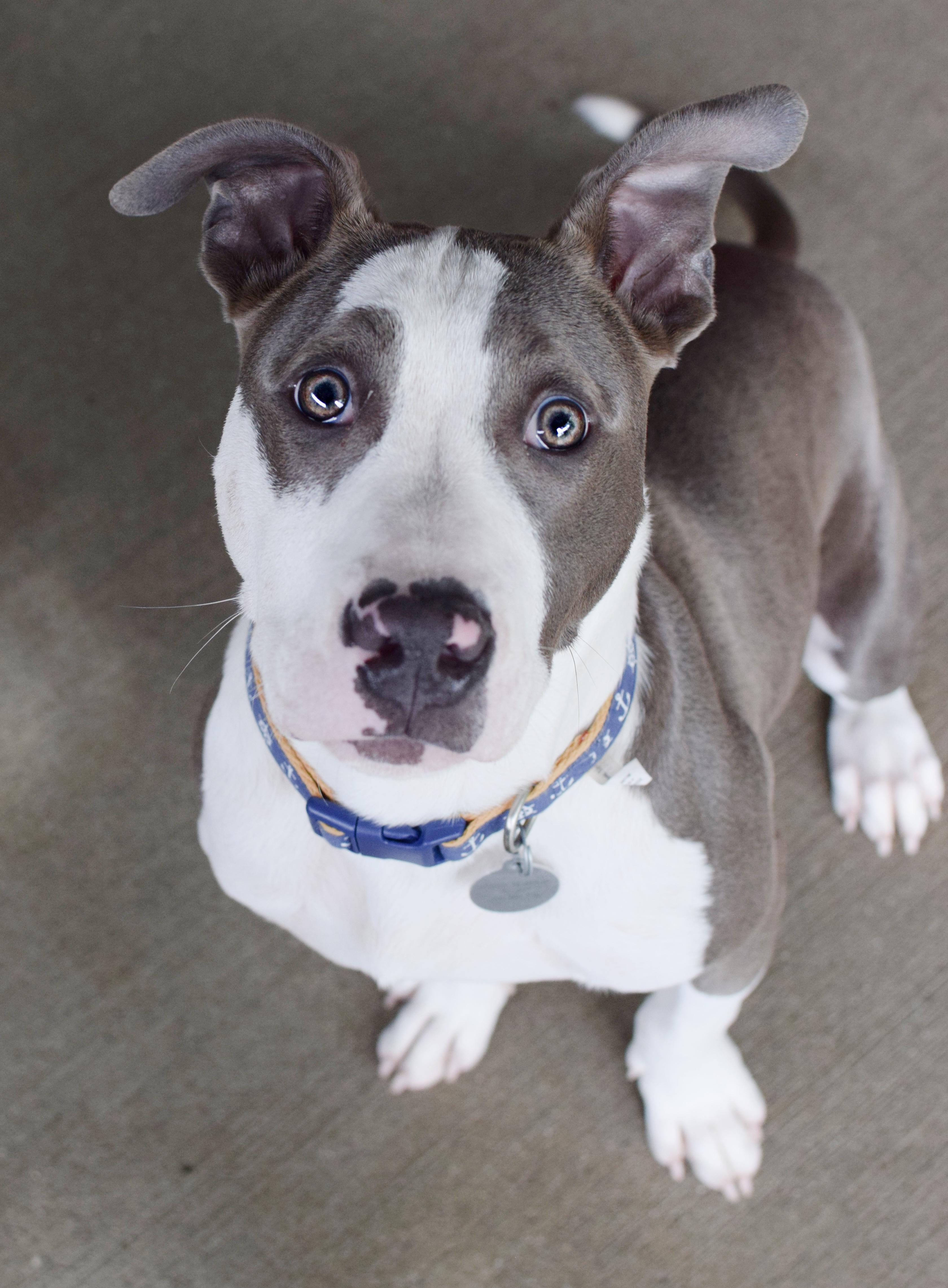 Mr. Mime, a ADOPTABLE mixed breed in Pontiac, MI image 2/2