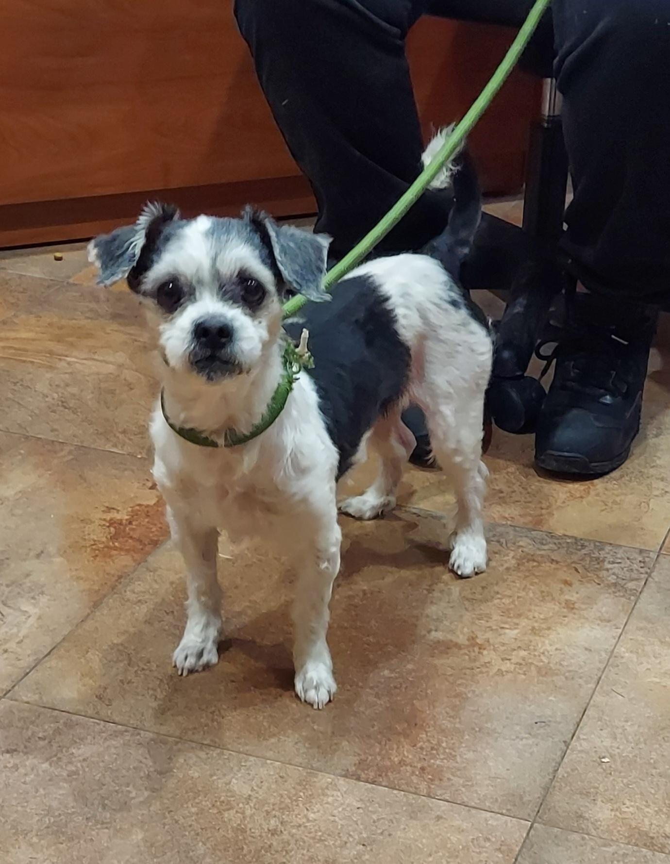 #256, ADOPTABLE, Adult Female Shih Tzu.