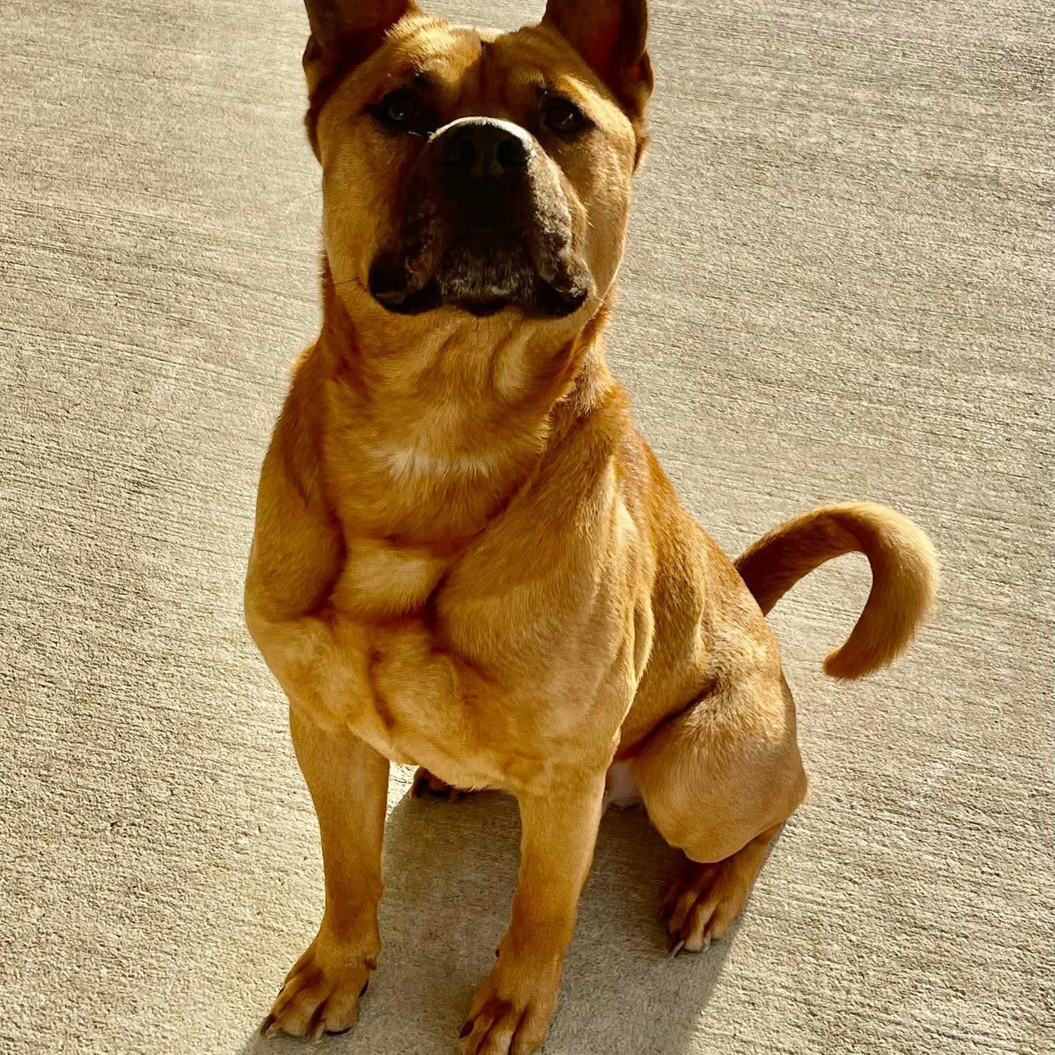 Otis Redding , adopted, Young Male Chow Chow.