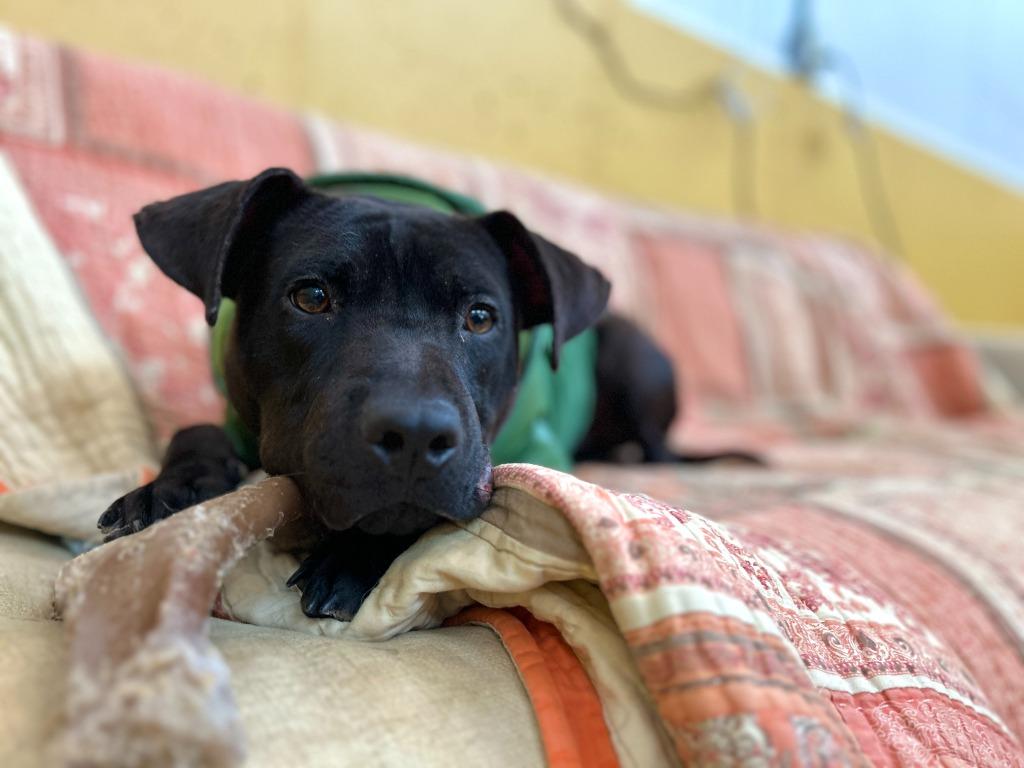 Enlarge Scotty, a Adoptable mixed breed in Hudson, NY image 1/5