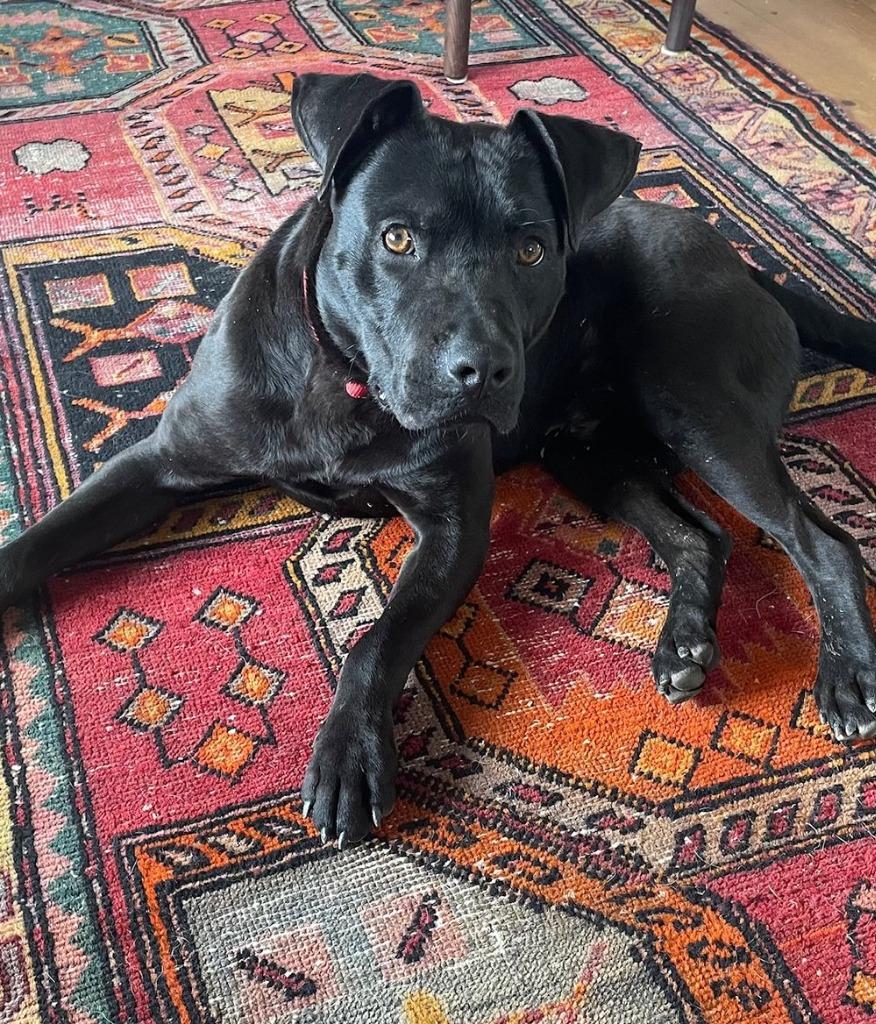 Enlarge Scotty, a Adoptable mixed breed in Hudson, NY image 1/6