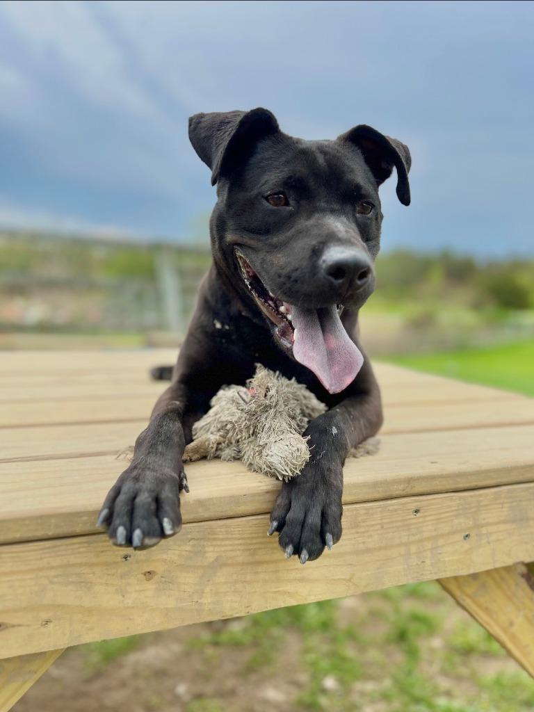 Enlarge Scotty, a Adoptable mixed breed in Hudson, NY image 4/5