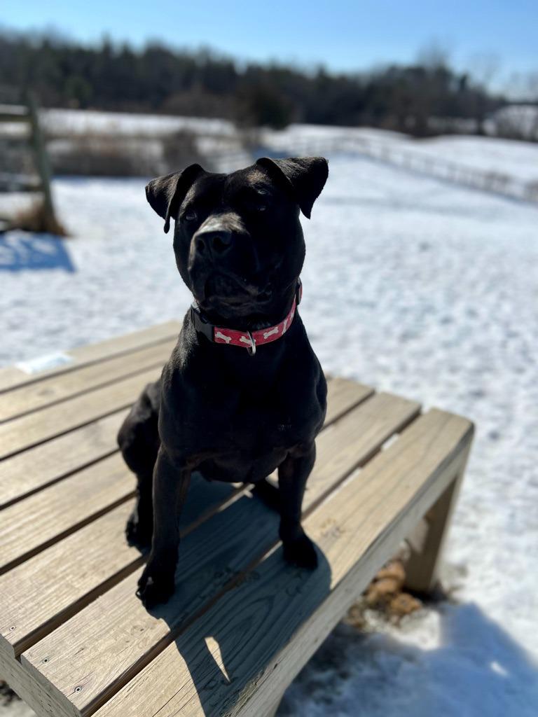 Enlarge Scotty, a Adoptable mixed breed in Hudson, NY image 4/6