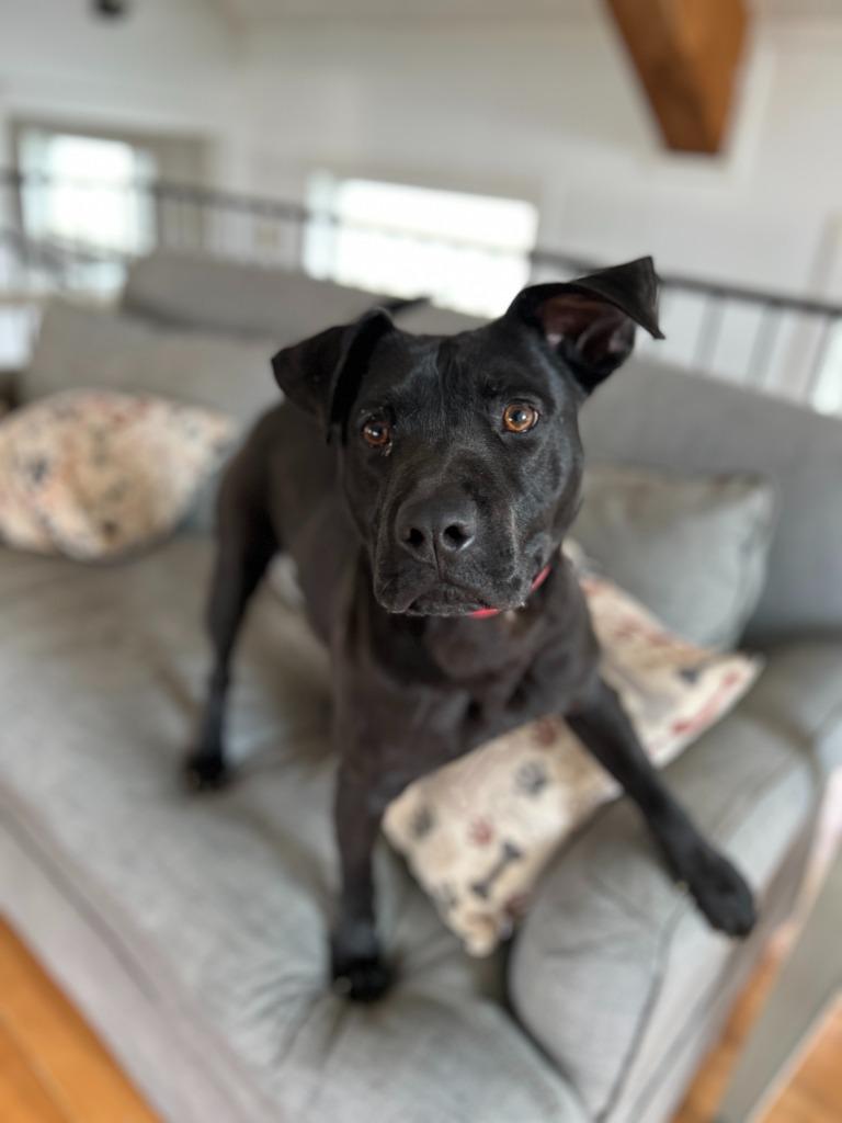 Enlarge Scotty, a Adoptable mixed breed in Hudson, NY image 5/5