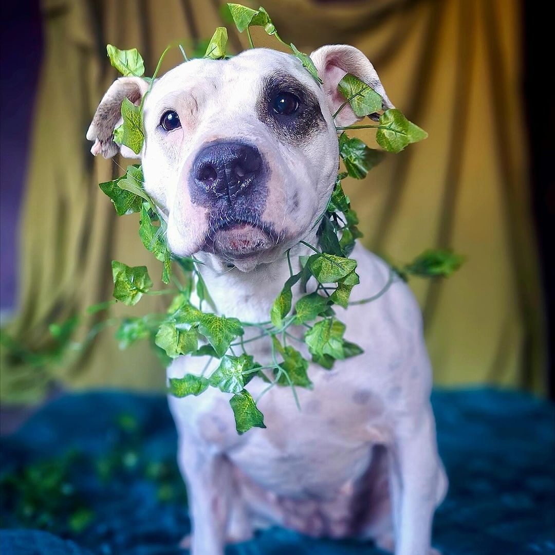 Enlarge Milady, a Adoptable Pit Bull Terrier in Detroit, MI image 1/5