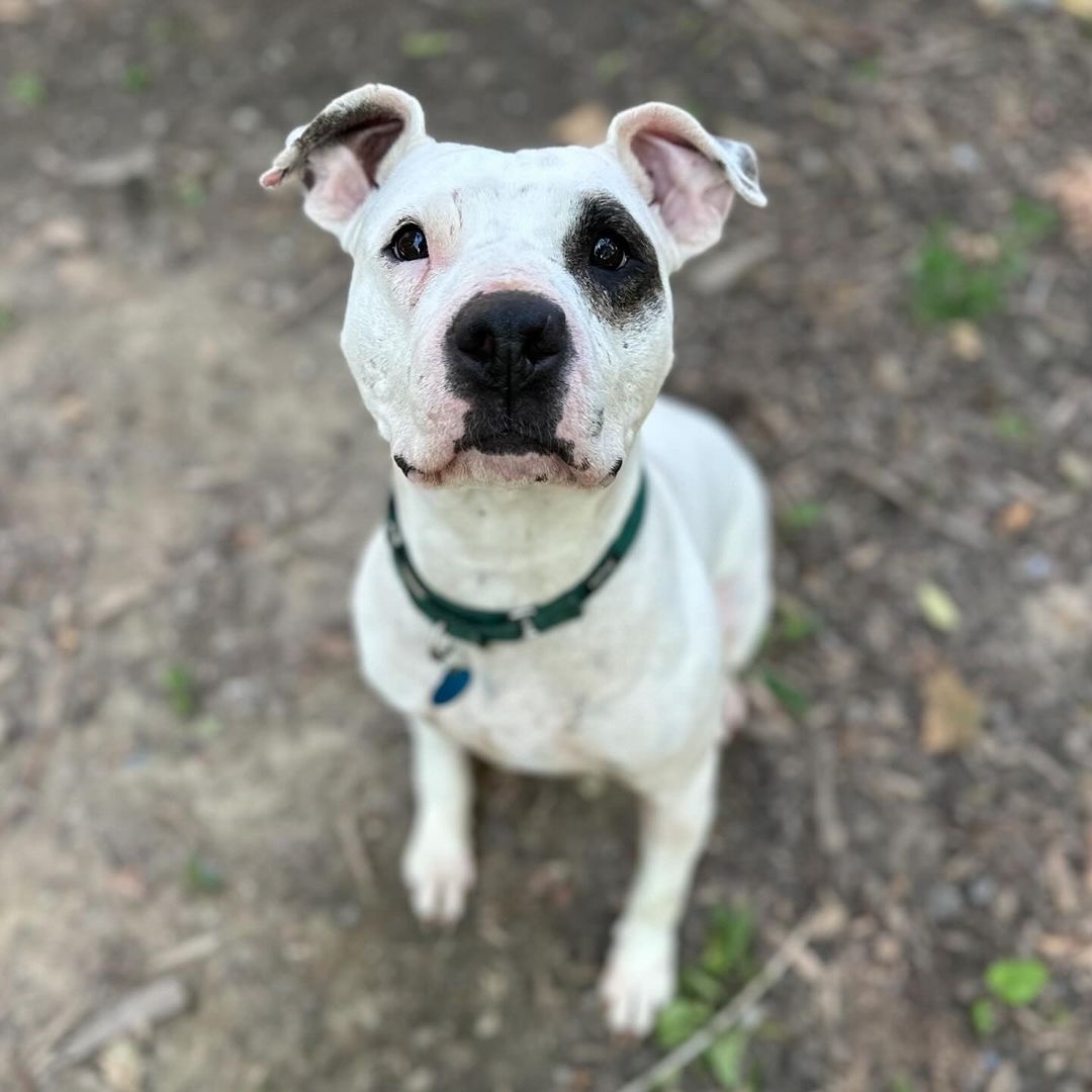 Enlarge Milady, a Adoptable Pit Bull Terrier in Detroit, MI image 2/5