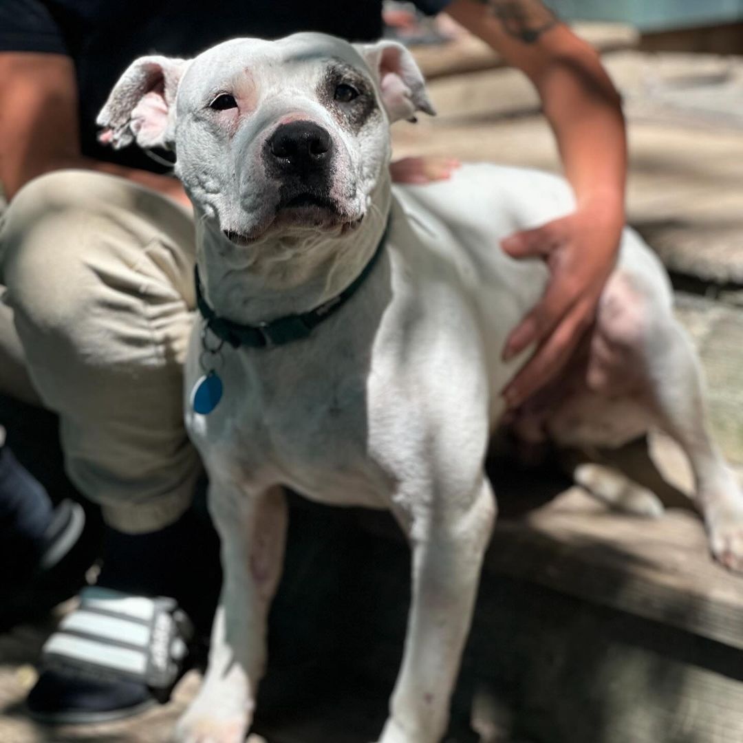 Enlarge Milady, a Adoptable Pit Bull Terrier in Detroit, MI image 5/5