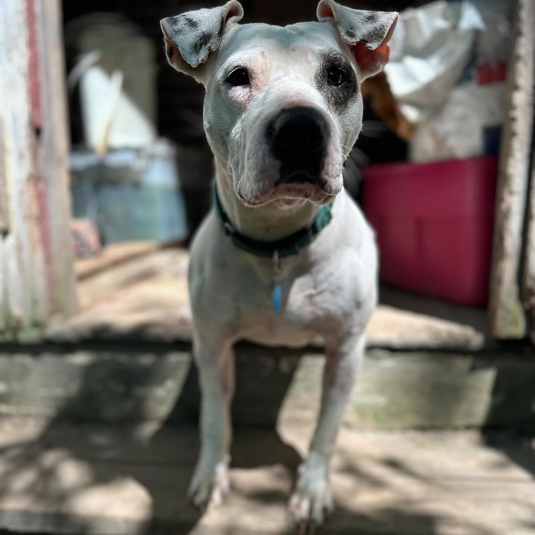 Enlarge Milady, a Adoptable Pit Bull Terrier in Detroit, MI image 3/5