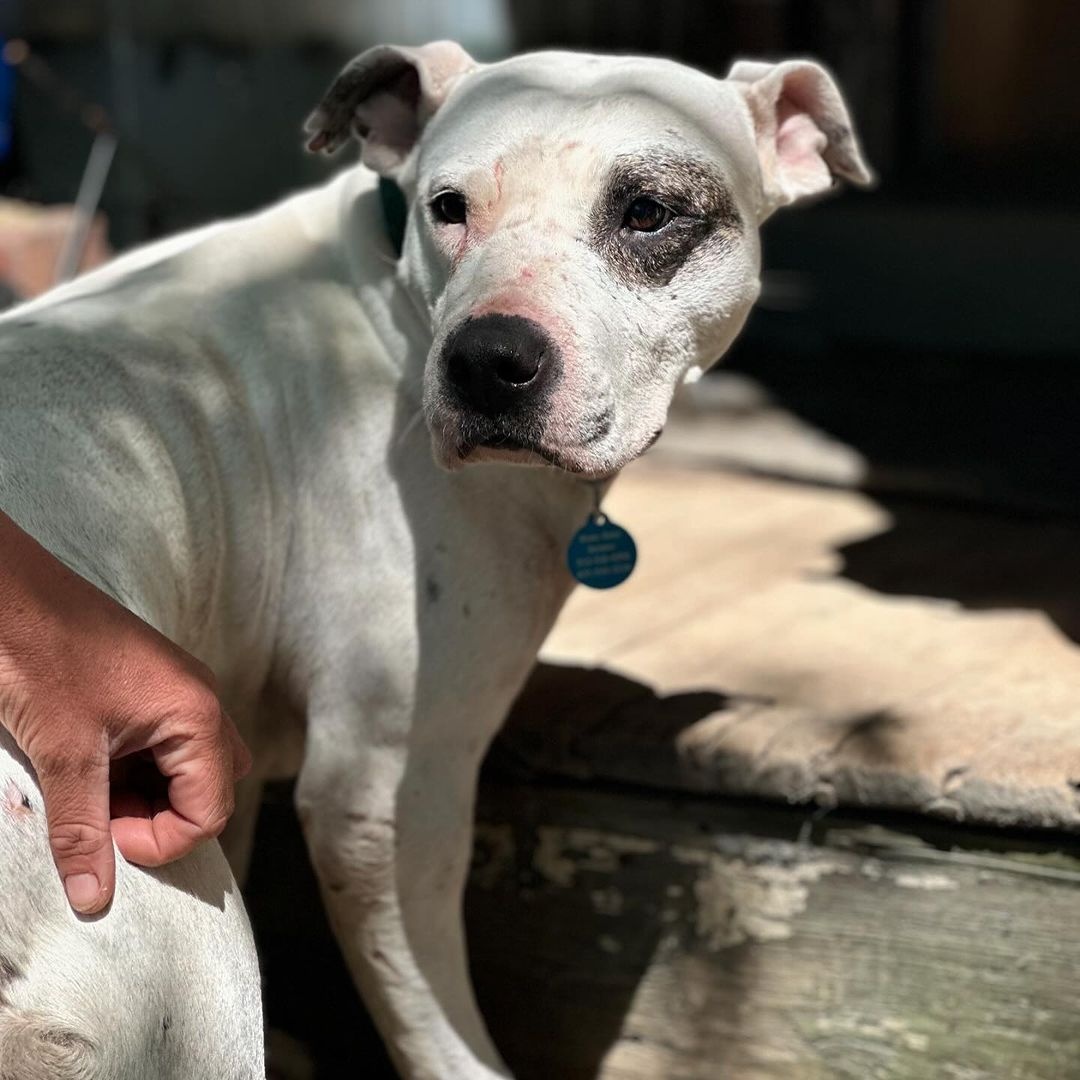 Enlarge Milady, a Adoptable Pit Bull Terrier in Detroit, MI image 4/5