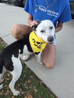 Spork, Adoptable, Adult Female Cattle Dog & Terrier.