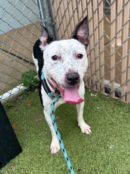 Spork, Adoptable, Adult Female Cattle Dog & Terrier.