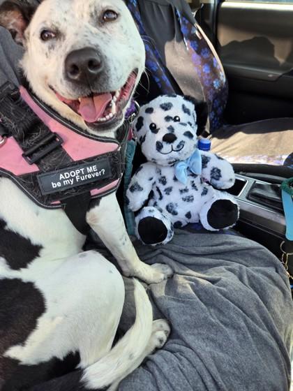 Enlarge Spork, a Adoptable mixed breed in Gainesville, FL image 2/3