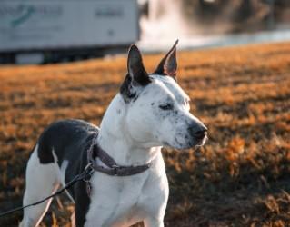 Enlarge Spork, a Adoptable mixed breed in Gainesville, FL image 3/3