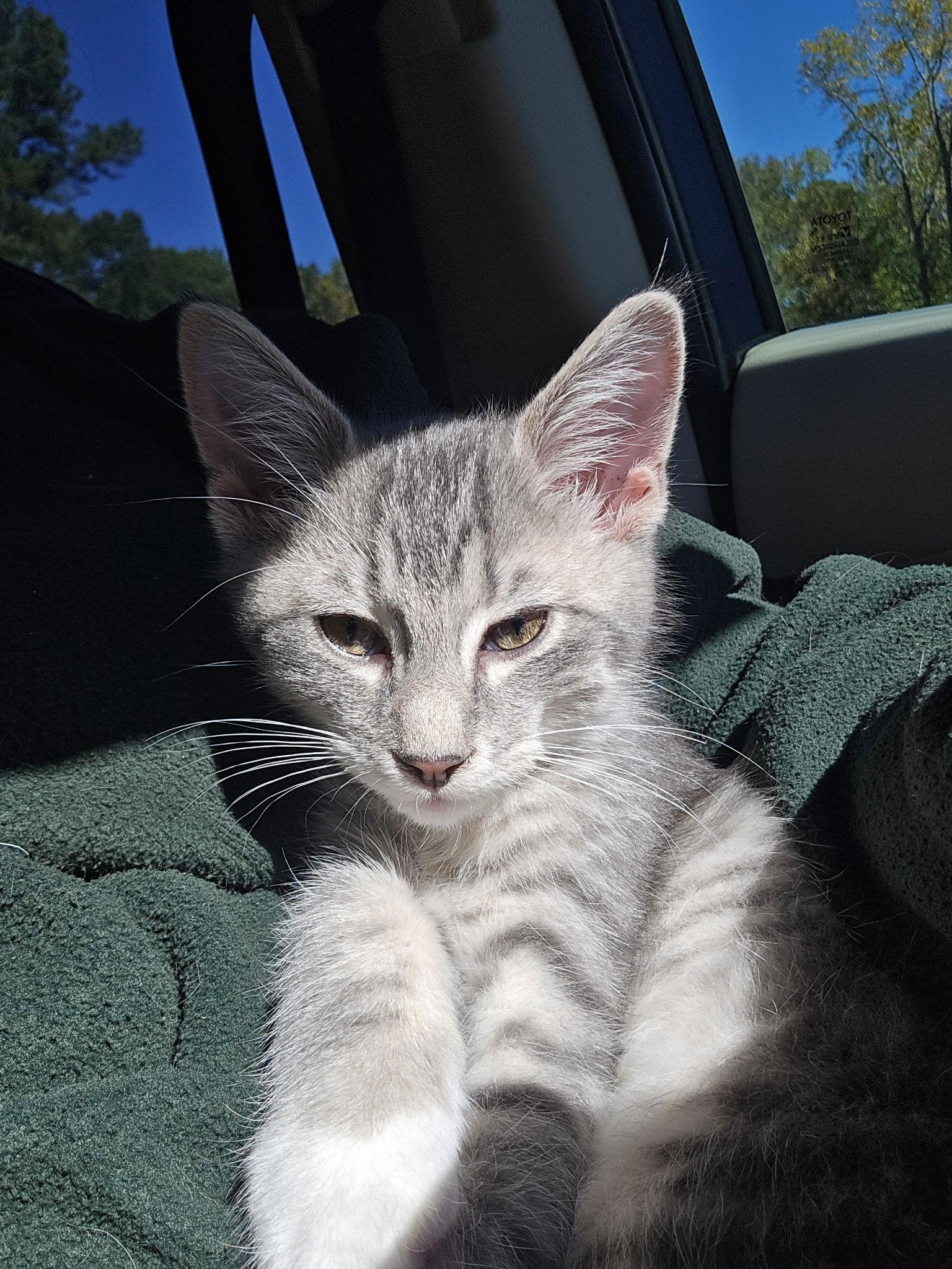 Enlarge Clawdius A, a Adopted Domestic Short Hair in Cary, NC image 1/3