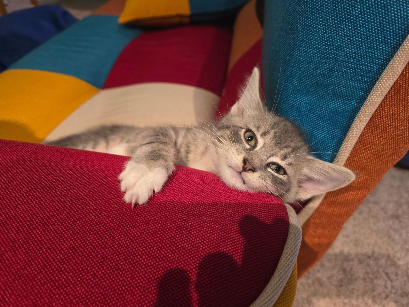 Enlarge Clawdius A, a Adopted Domestic Short Hair in Cary, NC image 2/3