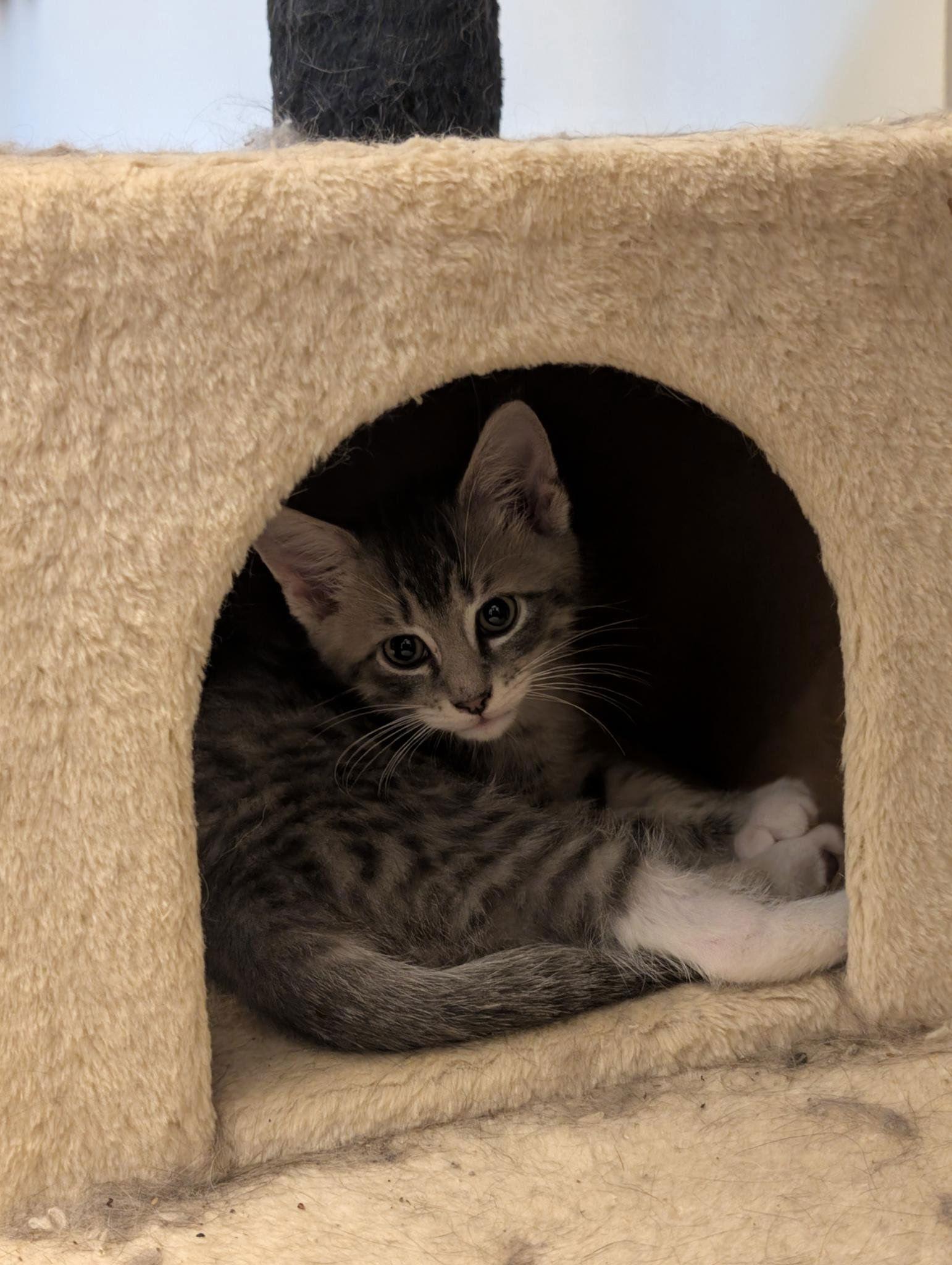 Enlarge Clawdius A, a Adopted Domestic Short Hair in Cary, NC image 3/3