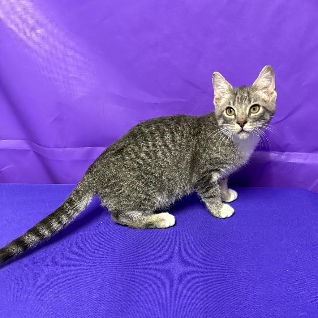 Bong, Adoptable, Kitten Male Domestic Short Hair.