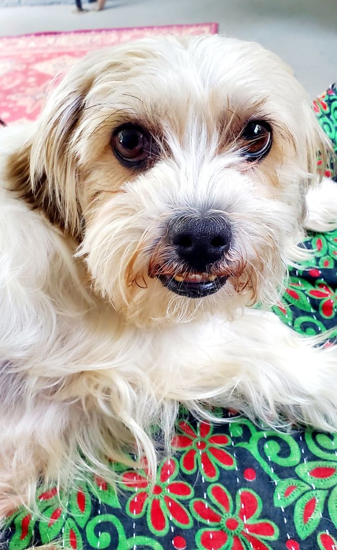 Tanner, a Adopted Morkie in West Shokan, NY image 1/6