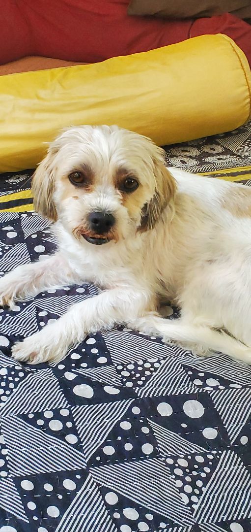 Tanner, a Adopted Morkie in West Shokan, NY image 2/6