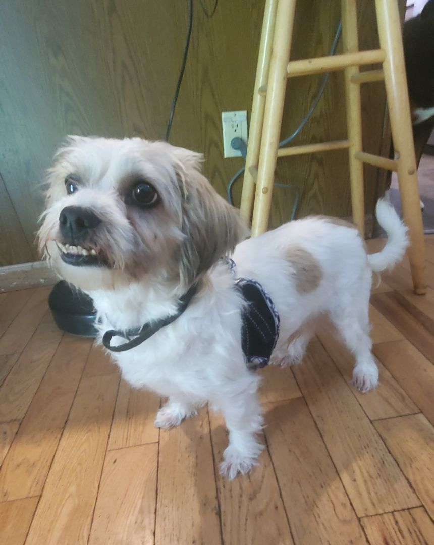 Tanner, a Adopted Morkie in West Shokan, NY image 4/6