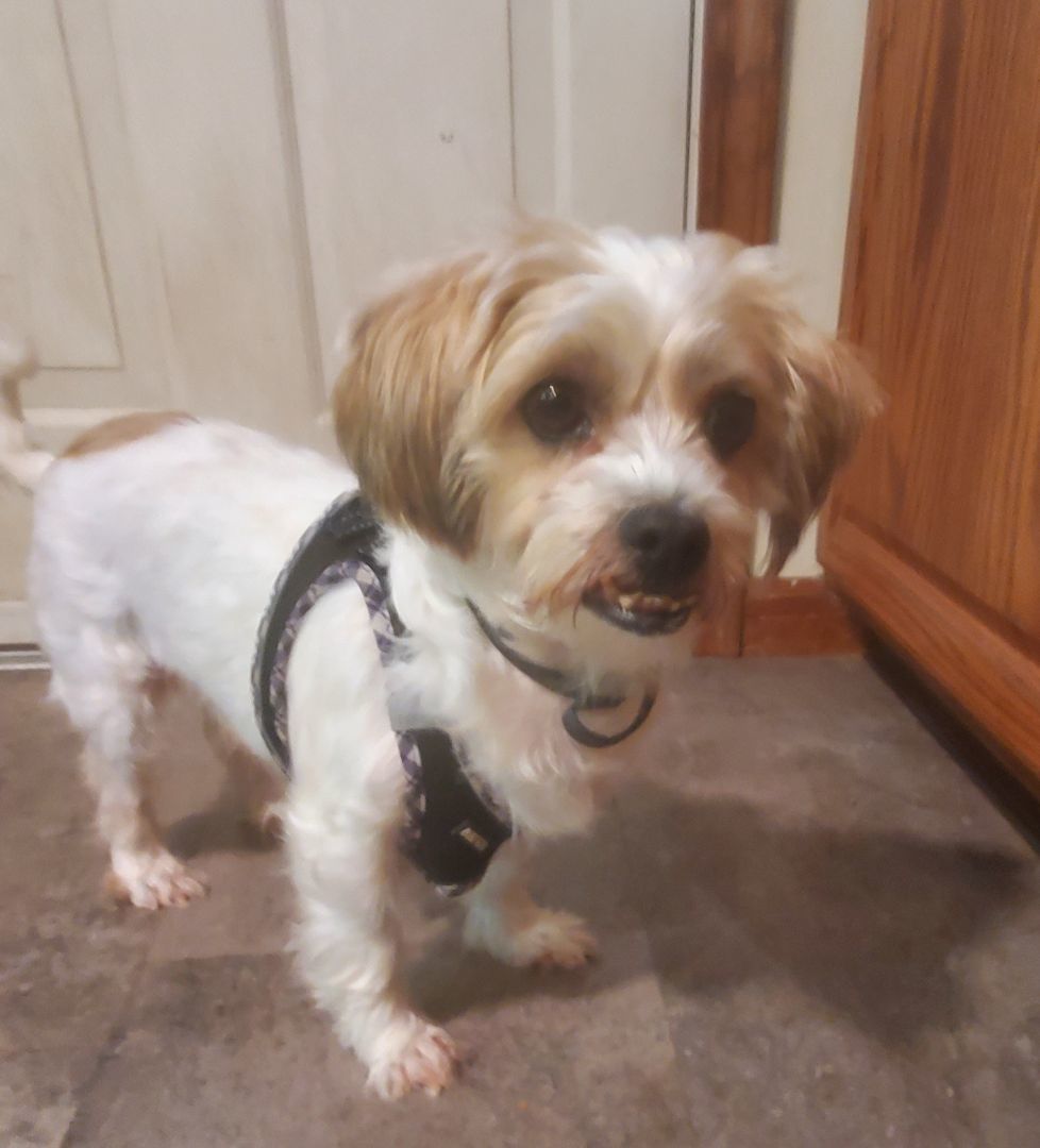 Tanner, a Adopted Morkie in West Shokan, NY image 5/6