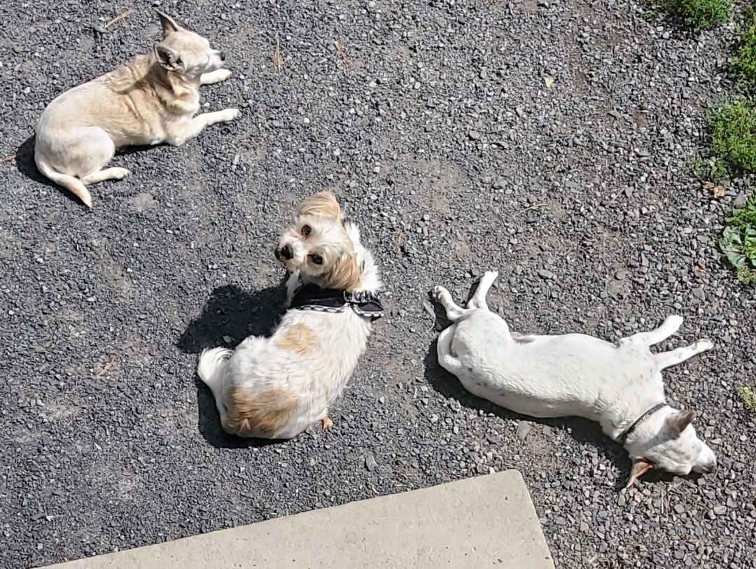 Tanner, a Adopted Morkie in West Shokan, NY image 6/6