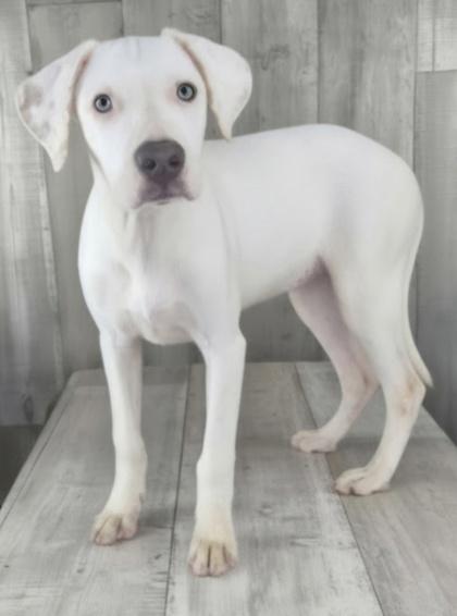 Brook, Adoptable, Adult Female Pointer & Mixed Breed.