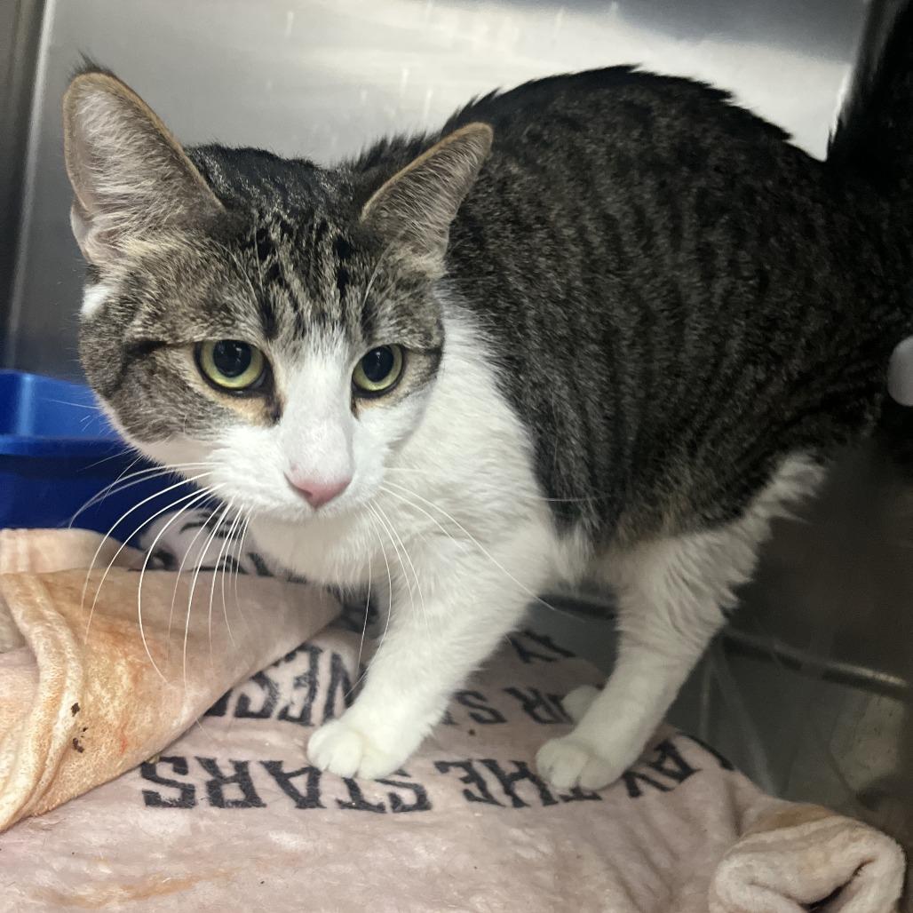 Atlas, Adoptable, Adult Male Domestic Short Hair.