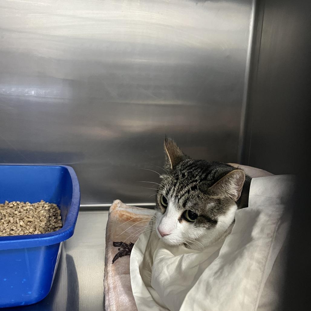 Enlarge Atlas, a Adoptable Domestic Short Hair in Idaho Falls, ID image 2/2