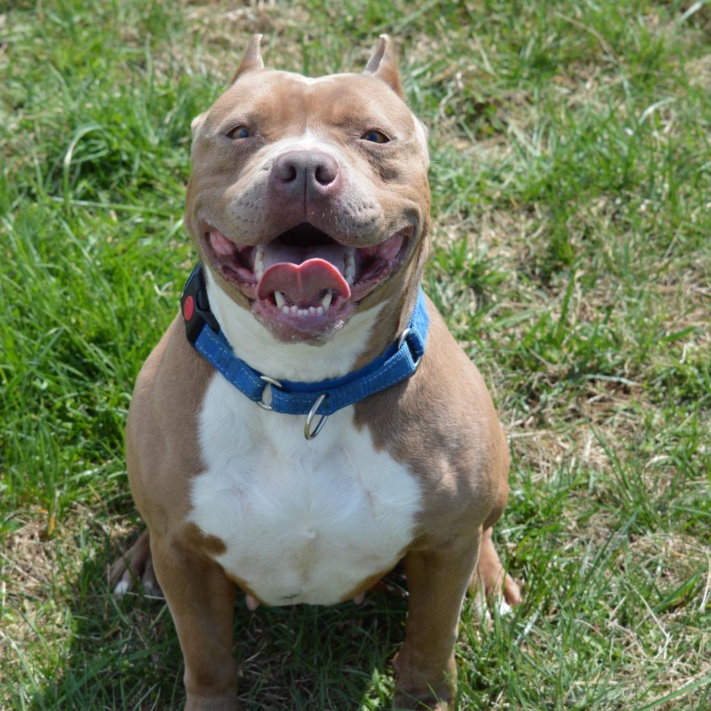 Enlarge Ophelia, a Adoptable American Staffordshire Terrier in Camden, DE image 1/3