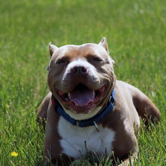 Enlarge Ophelia, a Adoptable American Staffordshire Terrier in Camden, DE image 2/4