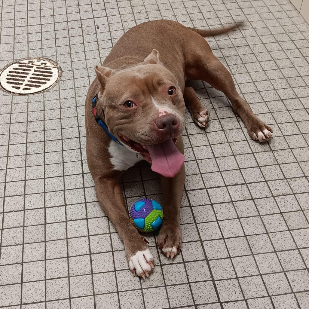 Enlarge Ophelia, a Adoptable American Staffordshire Terrier in Camden, DE image 1/2