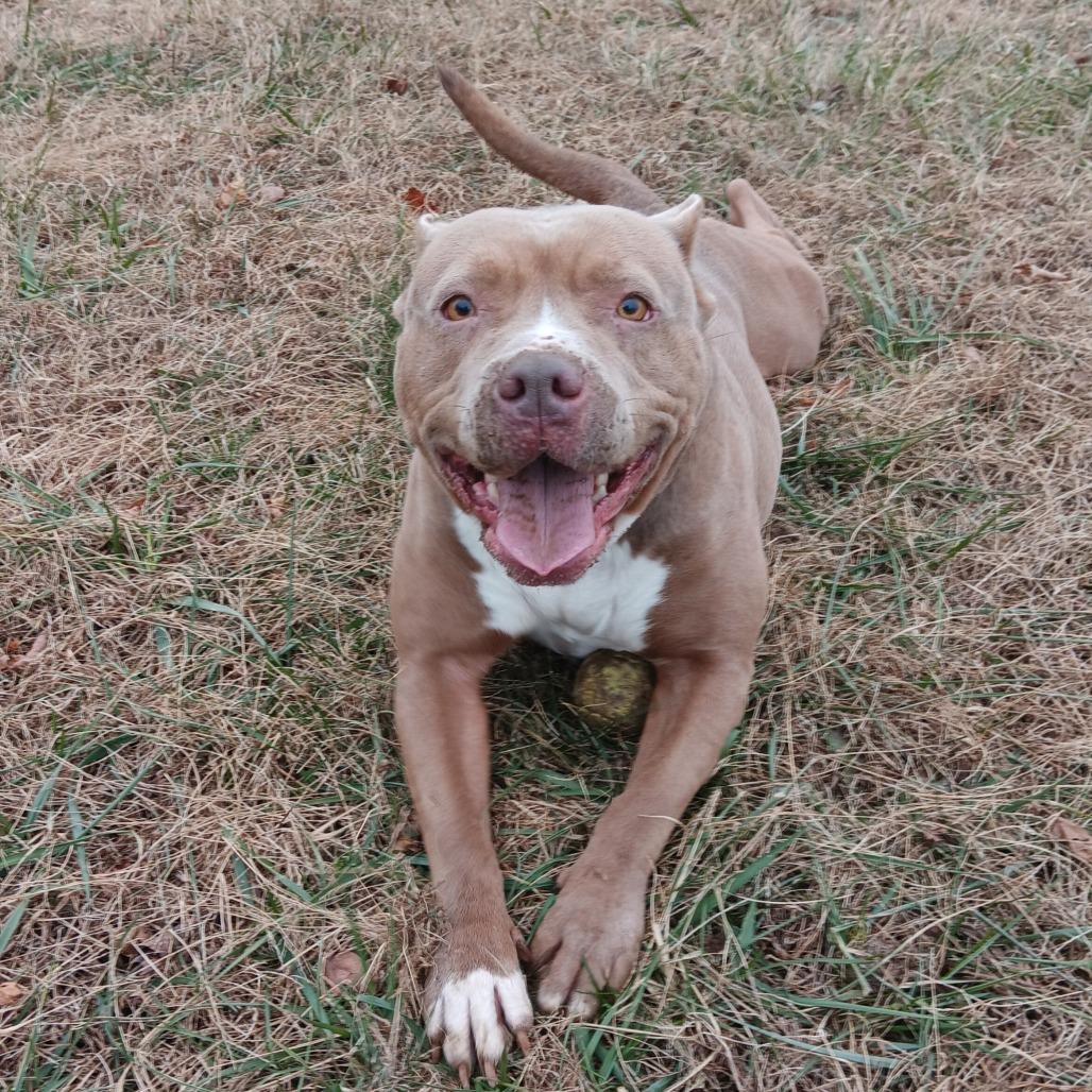 Enlarge Ophelia, a Adoptable American Staffordshire Terrier in Camden, DE image 2/2