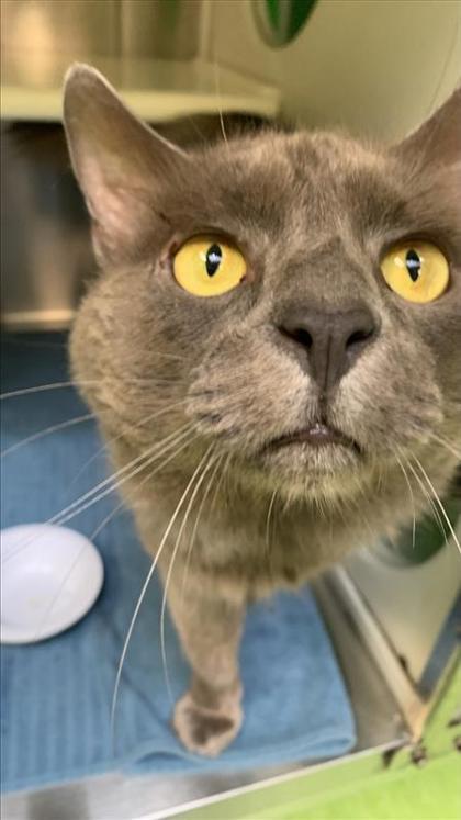 Rubber Chicken, Adoptable, Young Male Domestic Short Hair & Domestic Short Hair.