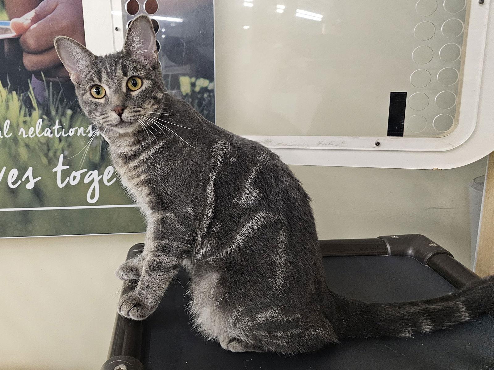 Brandy Alexander, Adoptable, Young Female Domestic Short Hair.