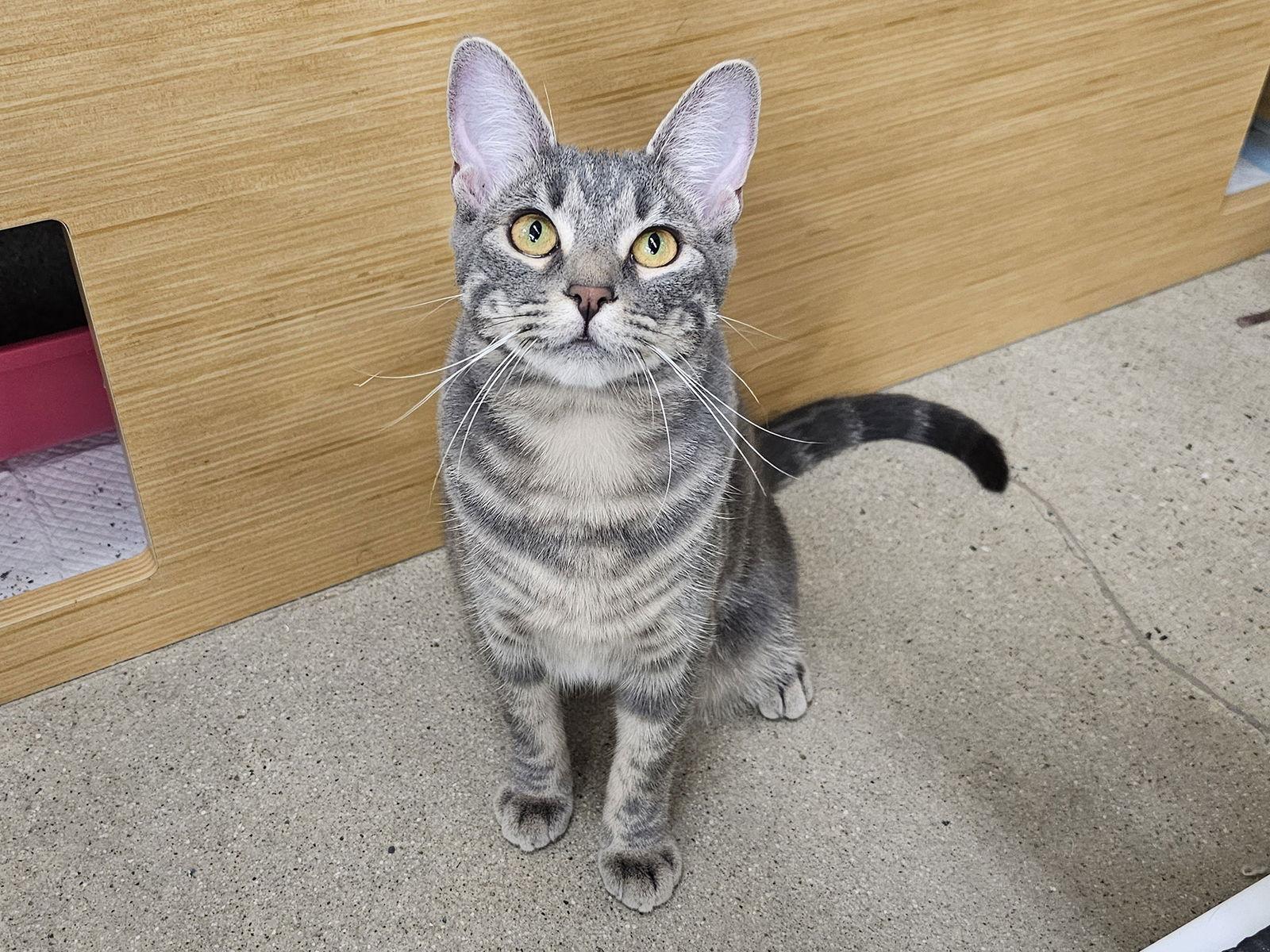 Enlarge Brandy Alexander, a Adoptable Domestic Short Hair in Mission Viejo, CA image 1/3