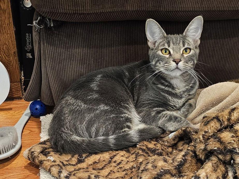 Enlarge Brandy Alexander, a Adoptable Domestic Short Hair in Mission Viejo, CA image 2/3