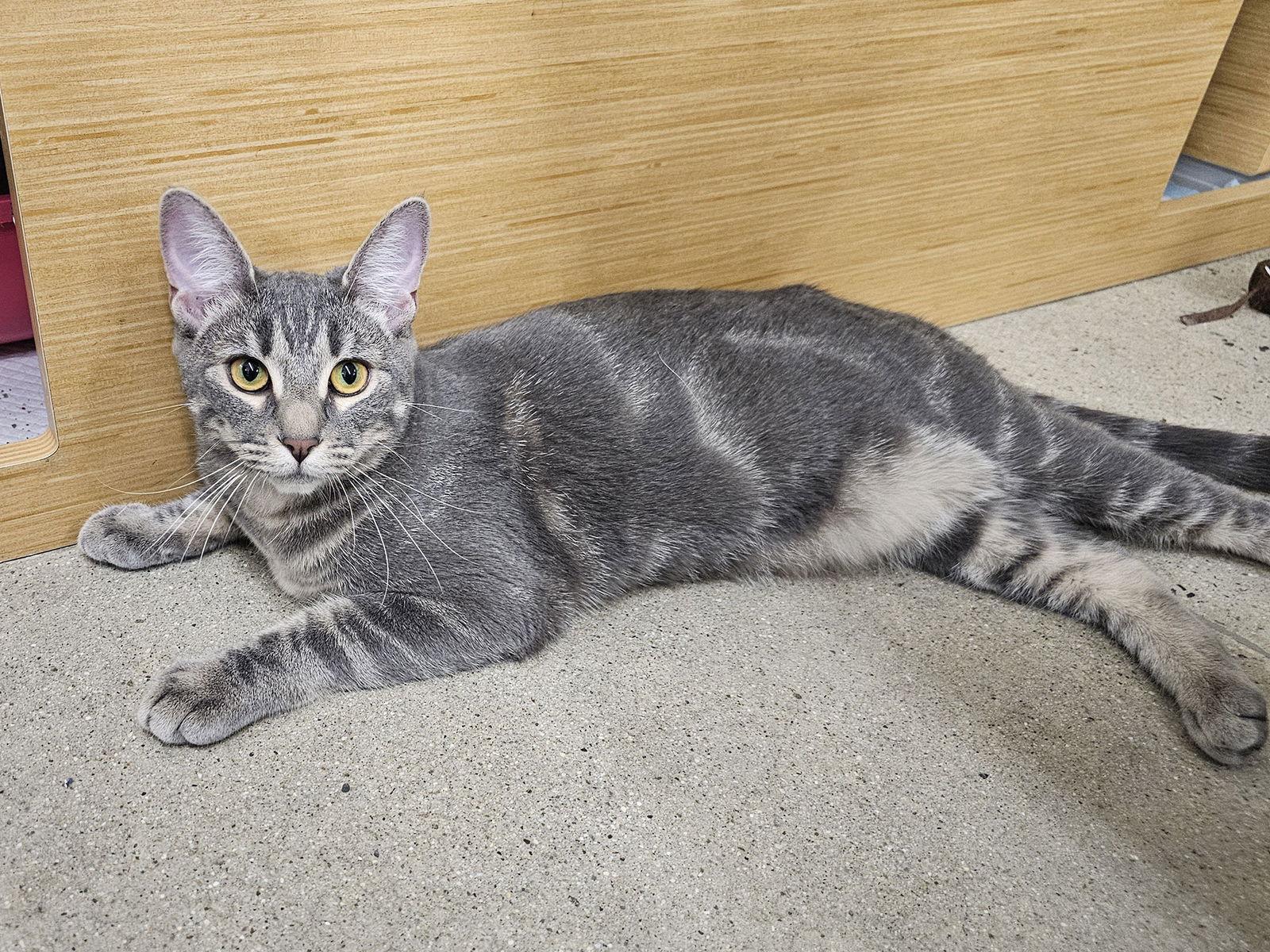 Enlarge Brandy Alexander, a Adoptable Domestic Short Hair in Mission Viejo, CA image 3/3