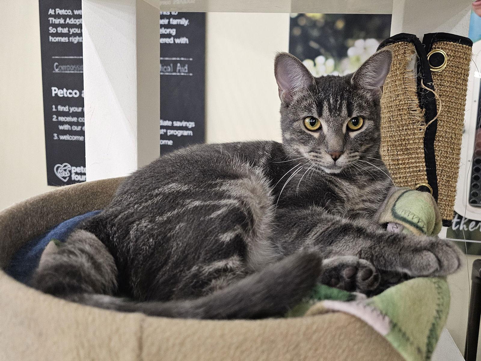 Enlarge Brandy Alexander, a Adoptable Domestic Short Hair in Mission Viejo, CA image 2/3