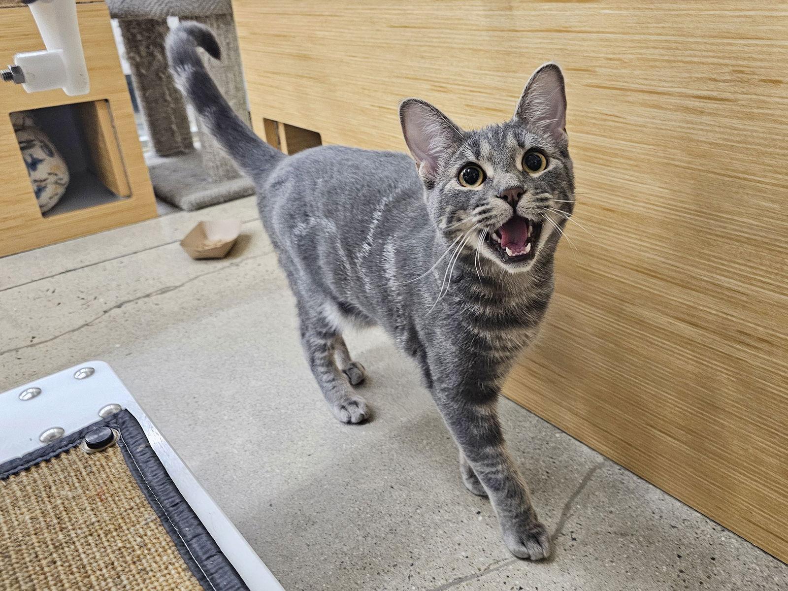 Enlarge Brandy Alexander, a Adoptable Domestic Short Hair in Mission Viejo, CA image 3/3